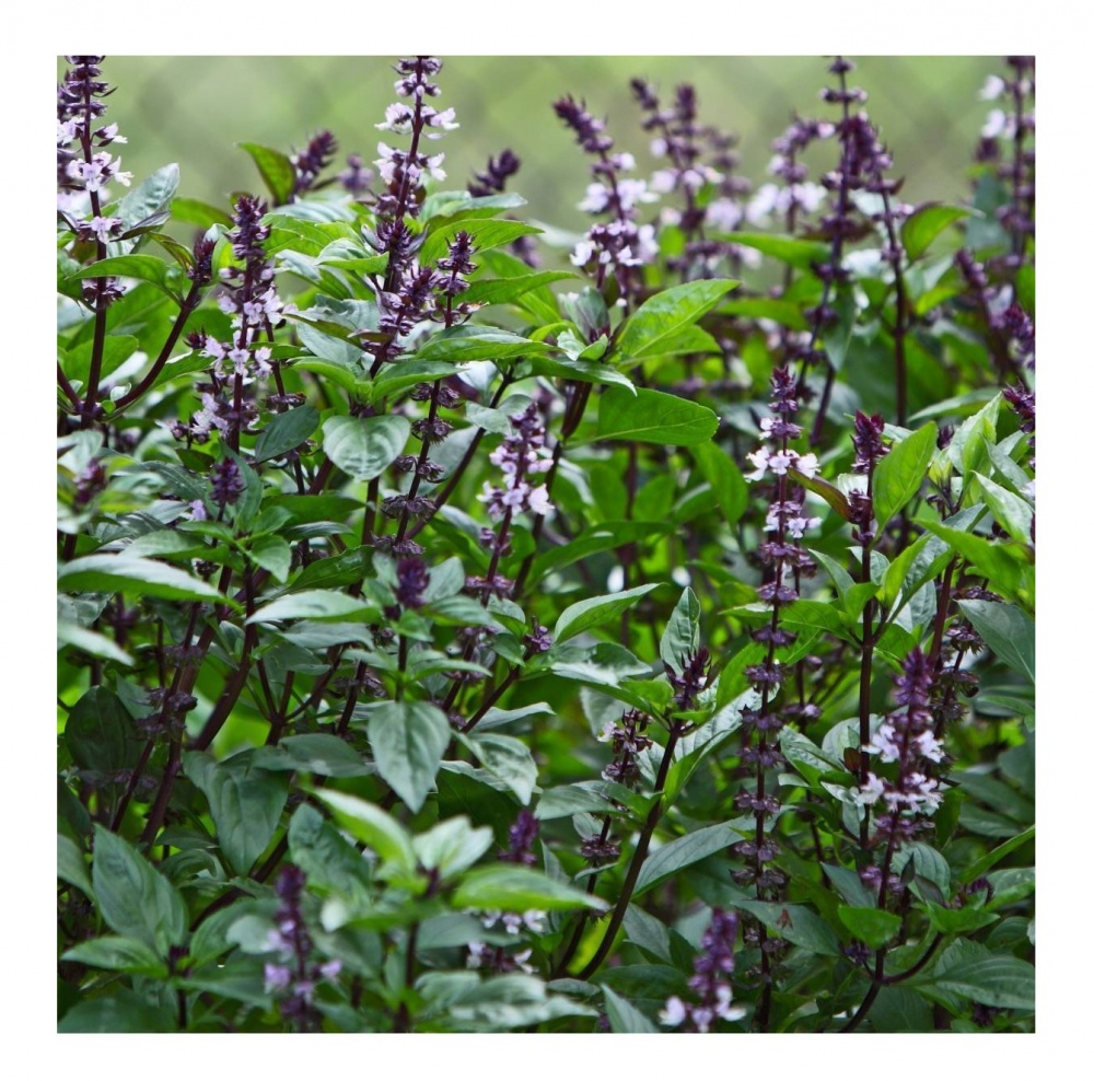 Семена базилик зеленый Лимонетте 0,5 г Професійне насіння