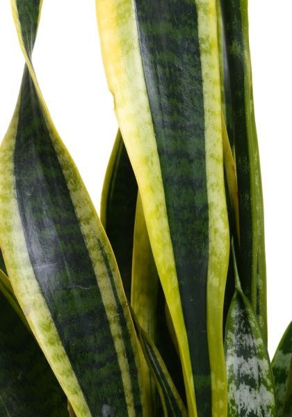 Рослина Сансевьера Laurentii 17/65