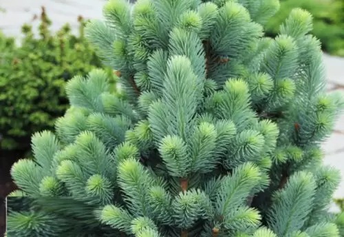 Ель колючая / Picea pungens Iseli Fastigiate С45 Н140-160