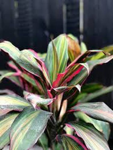 Рослина кімнатна Кордиліна 12/35 Cordyline Kiwi