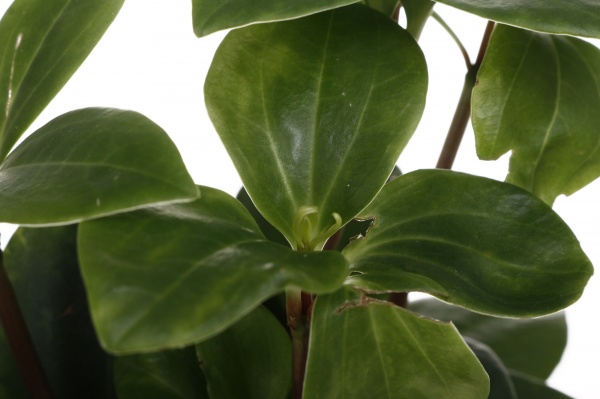 Рослина кімнатна Плантмікс 09//20