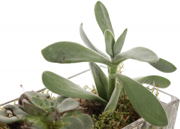 Растение Сукулент декор d6