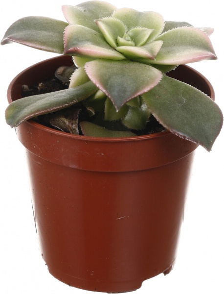 Рослина кімнатна Сукулент 5х8 см