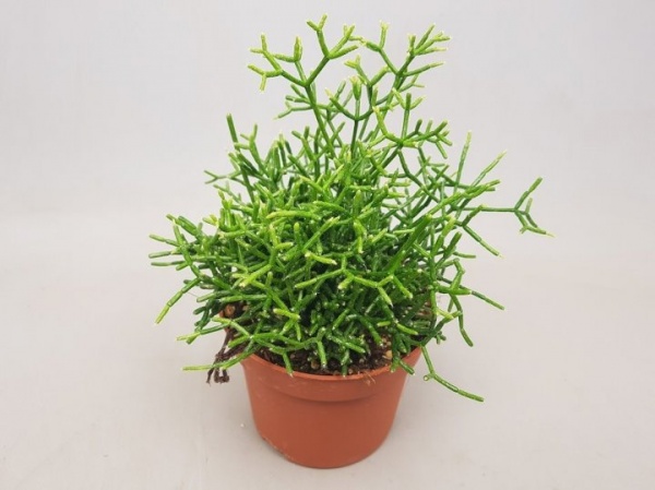 Рослина Ріпсаліс Cereuscula d10/h15