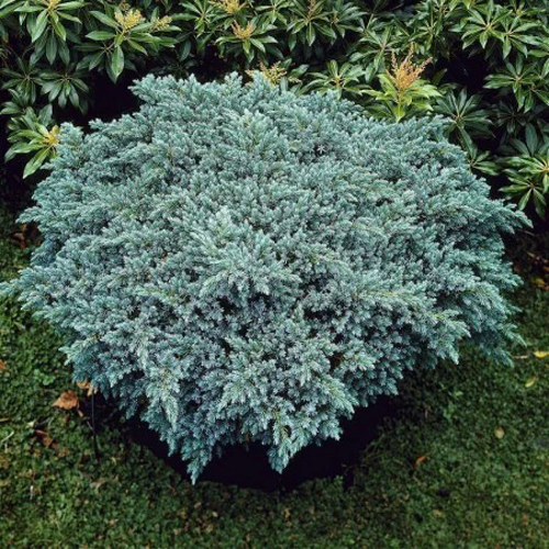 Растение Можжевельник чешуйчатый / Juniperus squamata Blue Star, C20 Ра 60-80