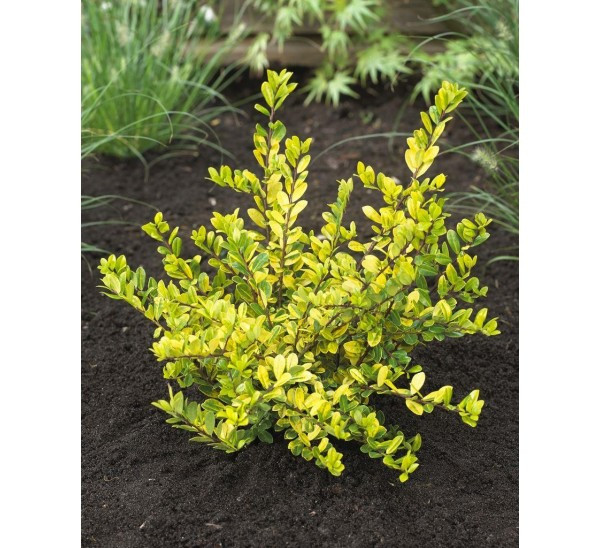 Рослина Падуб С3