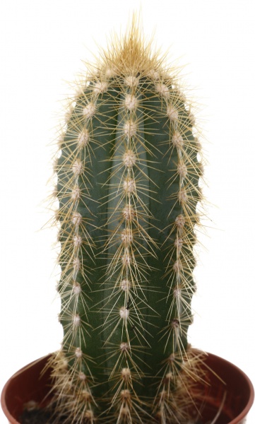 Рослина кімнатна Кактус мікс 5х10 см