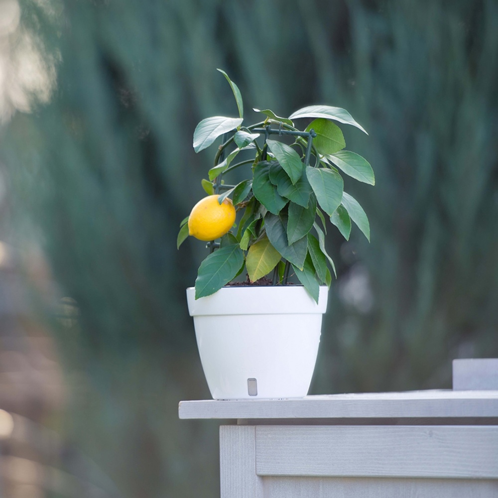 Вазон пластик Asti круглий чорний із золотом 9 л Santino (2005298)