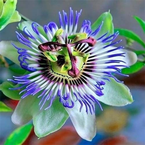 Растение Пассифлора микс d15/h65