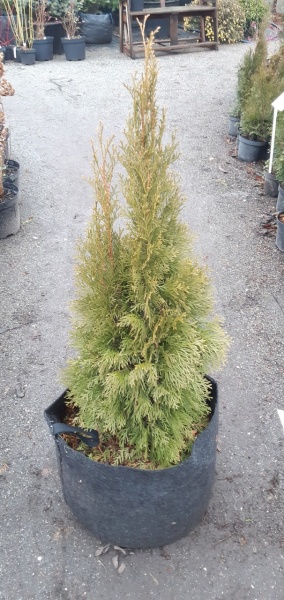 Растение Туя западная Изумруд /Thuja occidentalis Smaragd С35/ Н150см