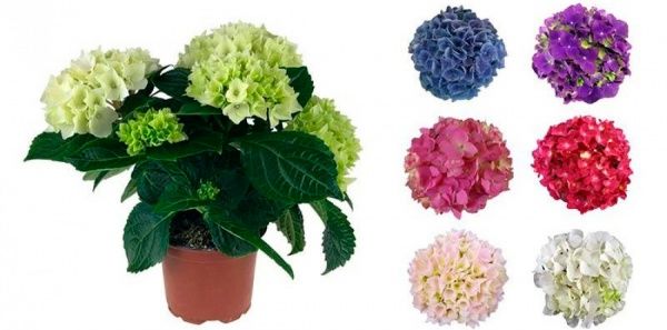 Растение Гортензия Macrophylla микс 2/3 13х30 см