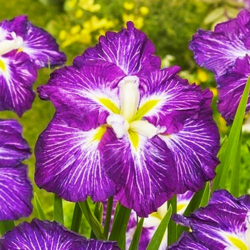 Растение Ирис мечевидный Dinner Plate Jell-O С3