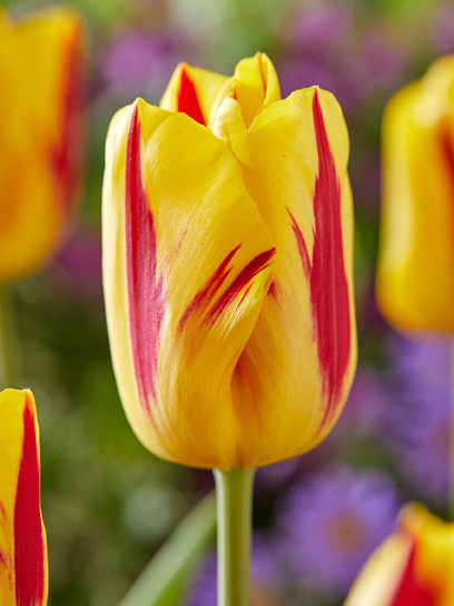 Цибулина тюльпана тріумф Вашінгтон 3 шт. TUBERBULB Export B.V.