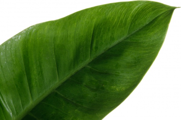 Растение филодендрон микс 14/35