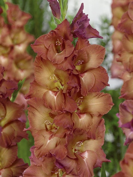 Клубнелуковица гладиолуса Индиан Саммэ 3 шт. 