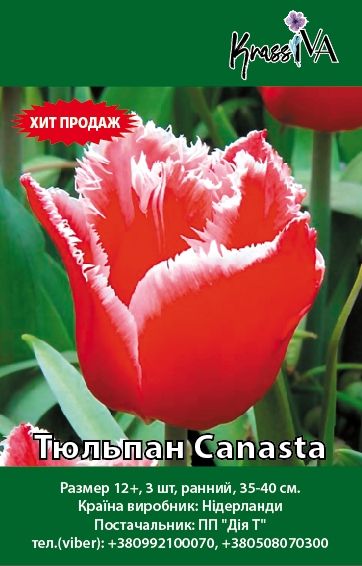 Луковица Тюльпан Canasta 3 шт. 