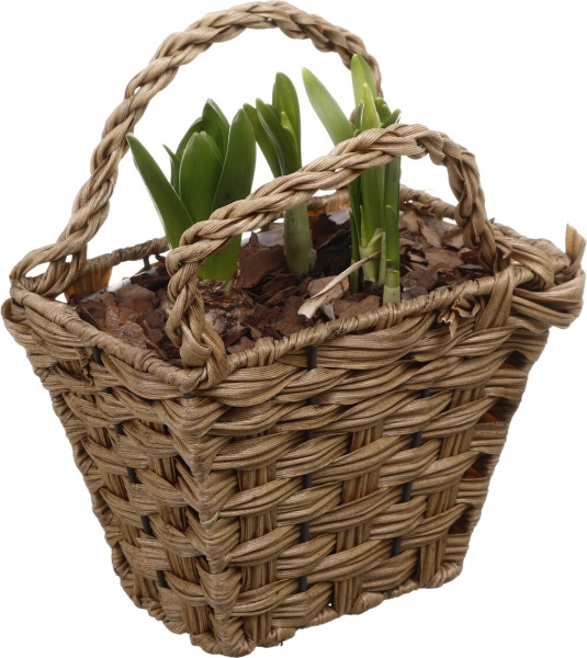 Рослина кімнатна Кошик Гіацинт 1 + Нарцис 3 прямокутний ротанг