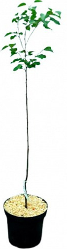 Саженец Персик, Абрикос, Нектарин в ассортименте 1 шт