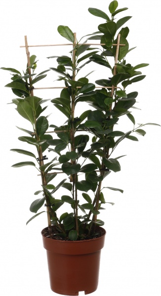 Растение Фикус 19/85 рек