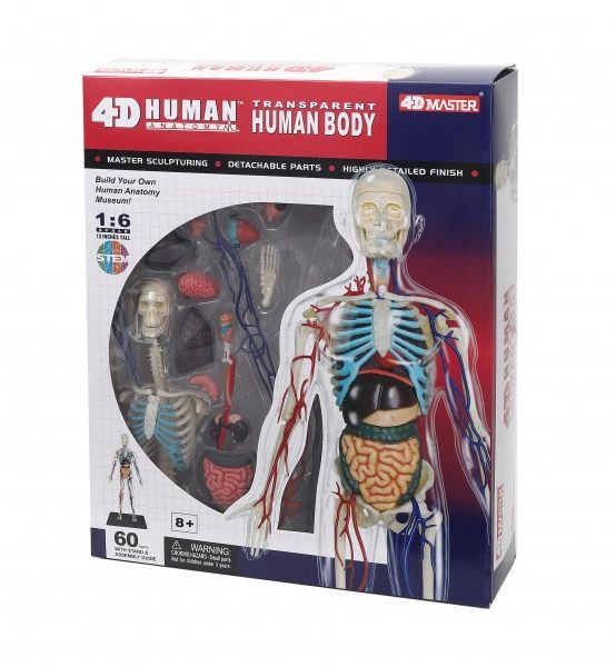 Об’ємна анатомічна модель 4D Master Тіло людини прозоре FM-626204