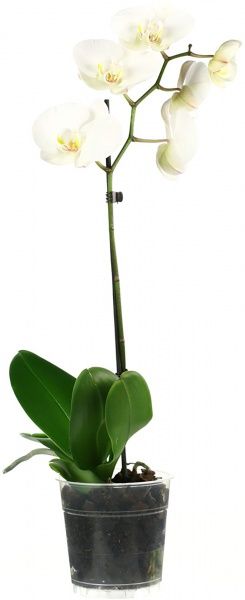 Растение комнатное фаленопсис белый 1 ветка ø12 h50