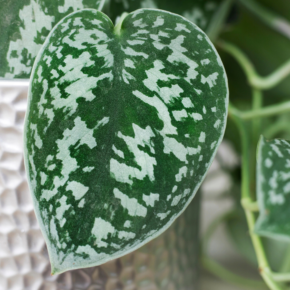 Рослина кімнатна Сциндапсус 12x20 Pictus Argyraeus