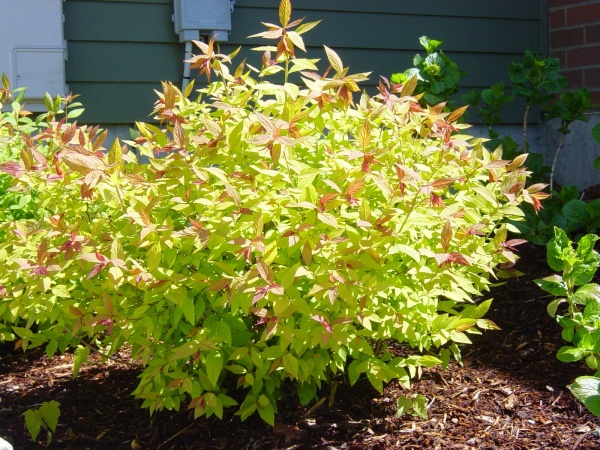 Растение Спирея Голдфлейм С2 D10-15