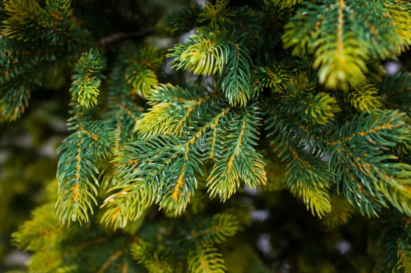 Искусственная елкаАрия/Н-240 зеленый 