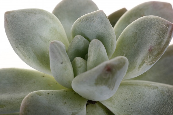 Рослина кімнатна Сукулент 8х12 см