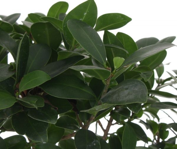 Растение декоративное Бонсай-Фікус Microcarpa Ginseng 19/40