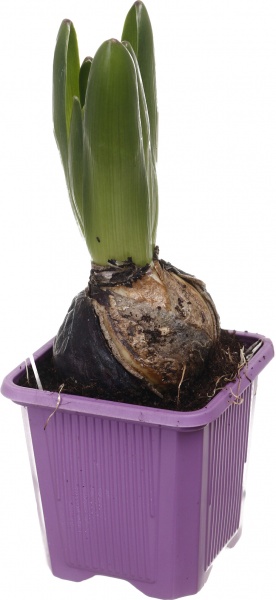 Рослина кімнатна Гіацинт 07/10 колор