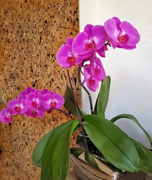 Пробковая Настенная плитка Granorte Country Black