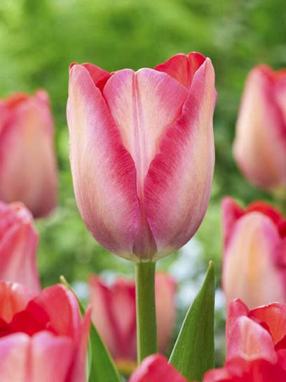 Луковица тюльпана Дарвина Пинк Саунд 3 шт. 