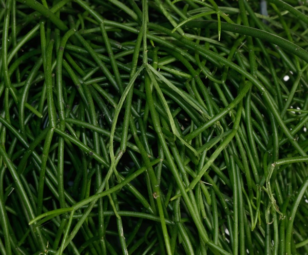 Рослина Ріпсаліс 17/30