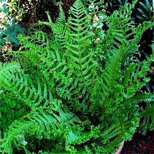 Растение Щитник родственный Кристата зе Кинг С3