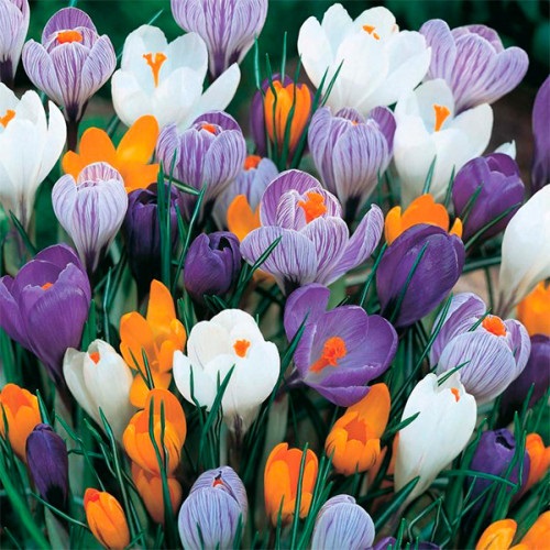 Луковица Крокус крупноцветковый смесь 10 шт. 