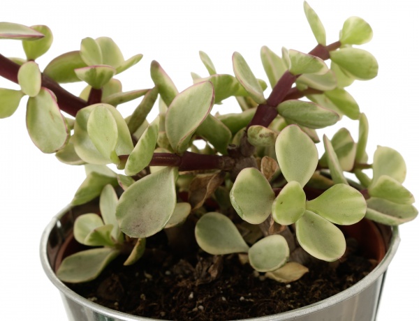 Растение Кактус в цинковом горшке 10x12 см