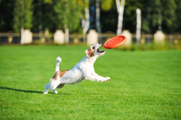 Фрисби PitchDog для апортировки 24 см оранжевая