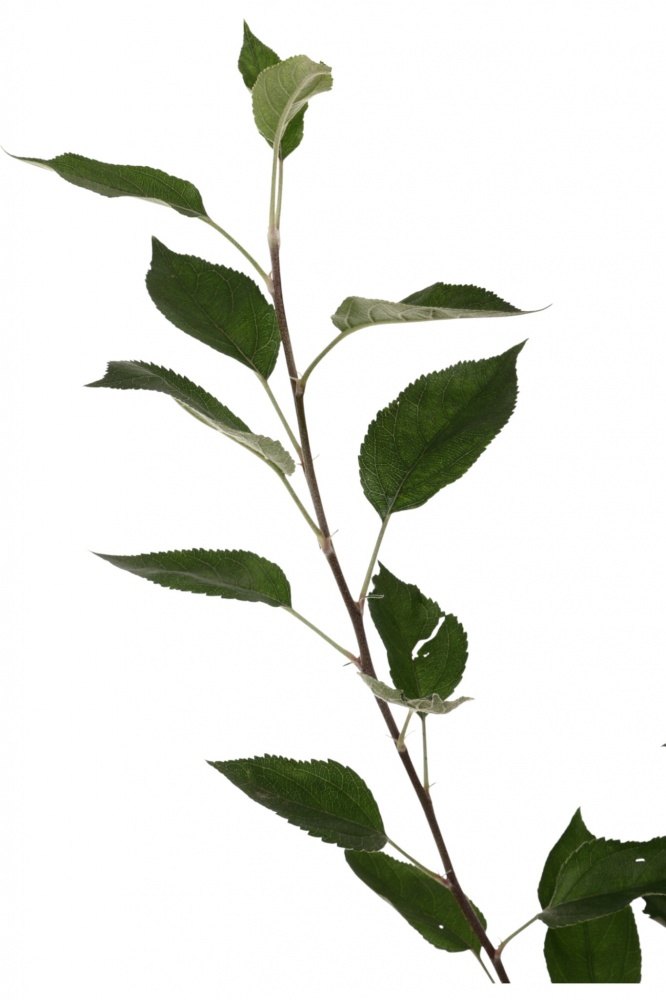 Саженец Яблуні 1р (C7)