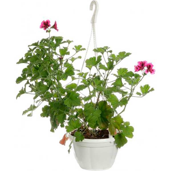 Растение декоративное Пеларгония грандифлора Aристо + Мона Лиза д.20