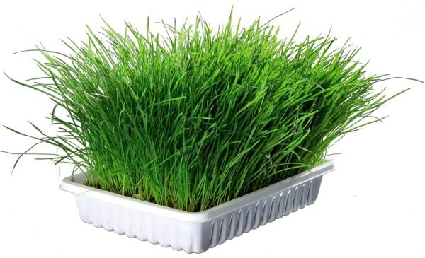 Насіння Trixie для кішок