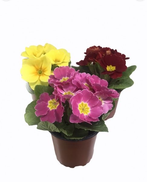 Рослина декоративна Примула