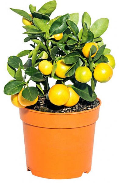 Растение комнатное Цитрус Лемон штамб 15/35