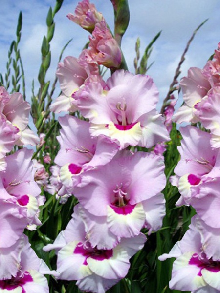 Клубнелуковица гладиолуса Замора 3 шт. 