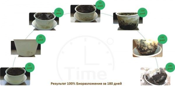 Ланч-бокс Ecocorn 14х14х7 см 1 шт.