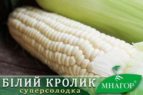 Насіння кукурудза цукрова Білий кролик 25г