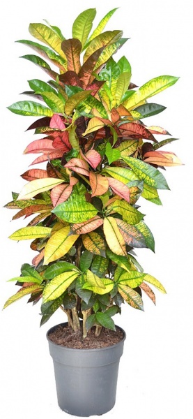 Рослина мікс бранч 27/100-120