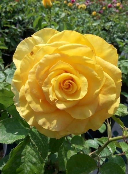 Роза парковая MegaPlant в ассортименте C4