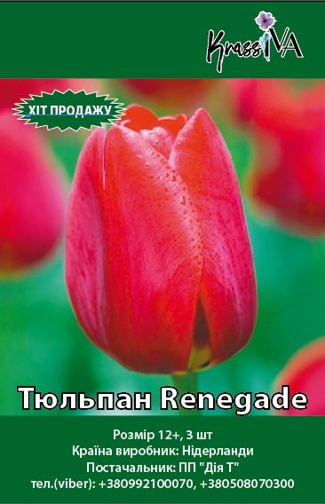 Луковица Тюльпан Renegade 3 шт. 