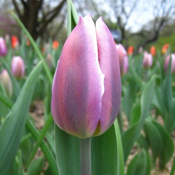 Луковица Тюльпан Synaeda blue 3 шт. 